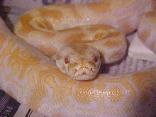 female albino dh green/granite