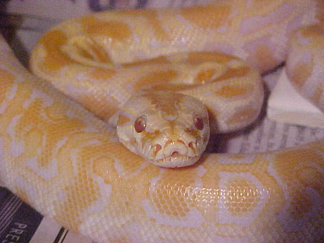 female albino dh green/granite