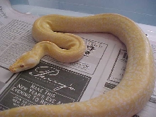 New female albino granite!