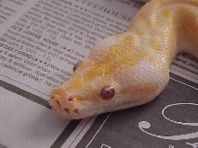 Albino granite 2!