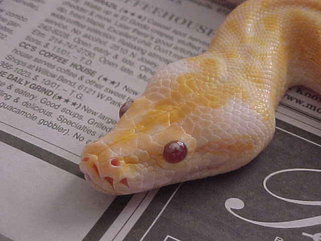 Albino granite 2!