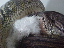 Adult female lab eating