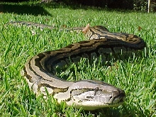 adult female lab