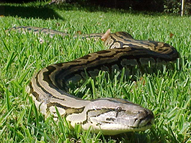 adult female lab