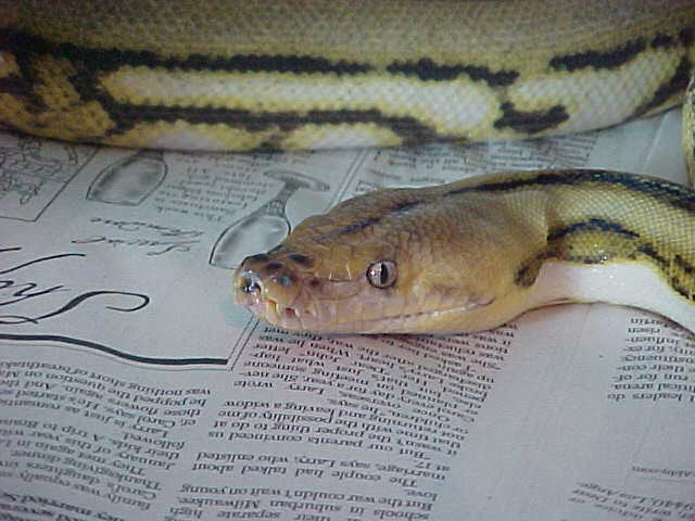 My female supertiger