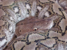 Head shot!