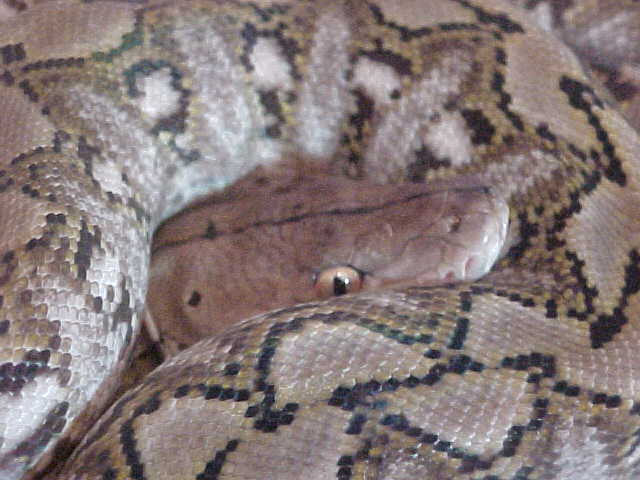 Head shot!