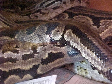 adult labrynths breeding