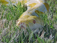 My old albino male.