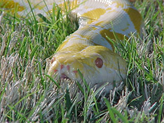 My old albino male.