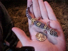 Zero my gecko