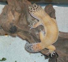 Caramel