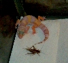 Gordon Eying cricket