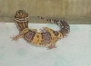 Al Finished-last pic of Leo shed