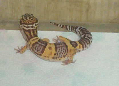 Al Finished-last pic of Leo shed