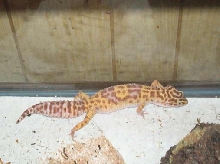 Rasinette