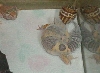 Leo shed 11