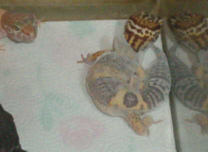 Leo shed 11