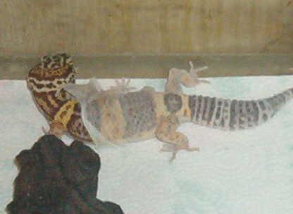 Leo shed  12