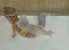 Leo shed 13