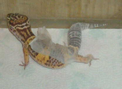 Leo shed 13