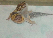 Leo Shed 14