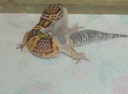 Leo Shed 14