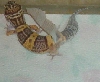 Leo shed 15
