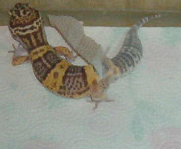 Leo shed 15