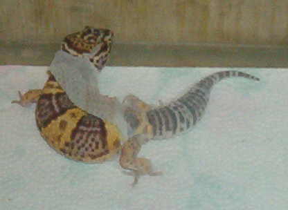 Leo shed 16