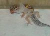 Leo shed 17