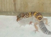 Leo Shed 18