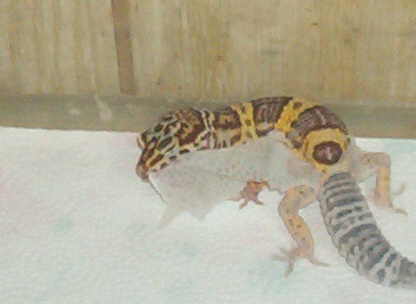 Leo Shed 18
