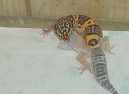 Leo shed 19