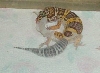 Leo shed 20