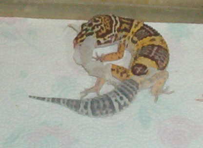 Leo shed 20