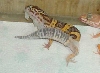 Leo shed 21