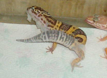 Leo shed 21