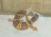 Leo shed 22