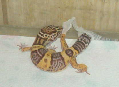 Leo shed 22