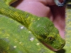 my new gtp