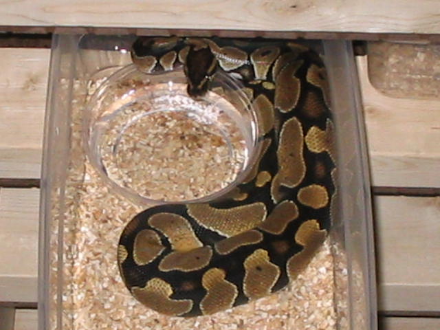 Het Clown Female