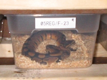 New hatchling