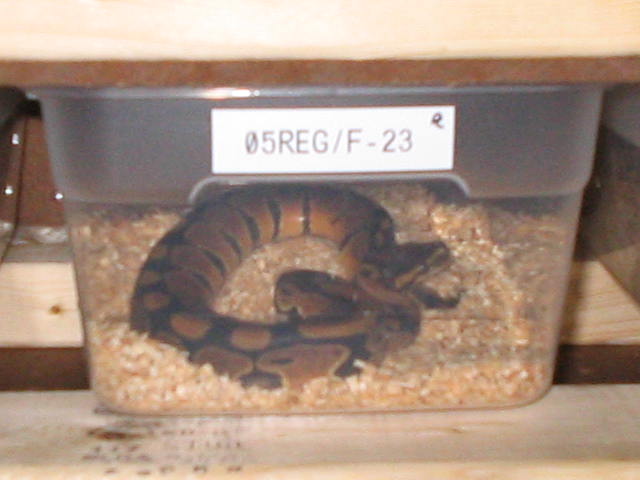 New hatchling
