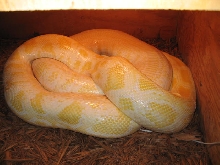 inverted female