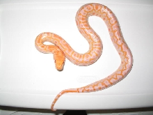 Crazy Pattern Burm