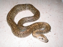 Female Granite