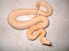 Female Albino Granite