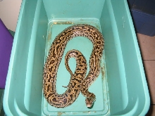 Female Labyrinth