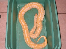 Albino Female Labyrinth